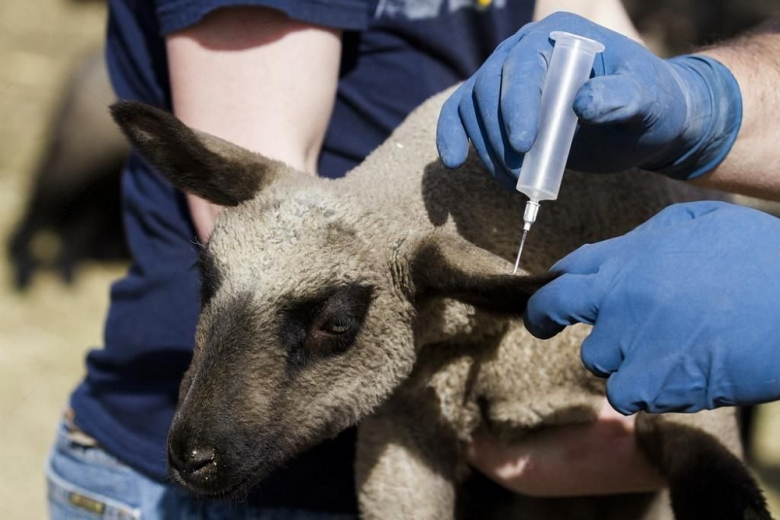 В Испании сообщили о первой за 53 года вспышке оспы овец
